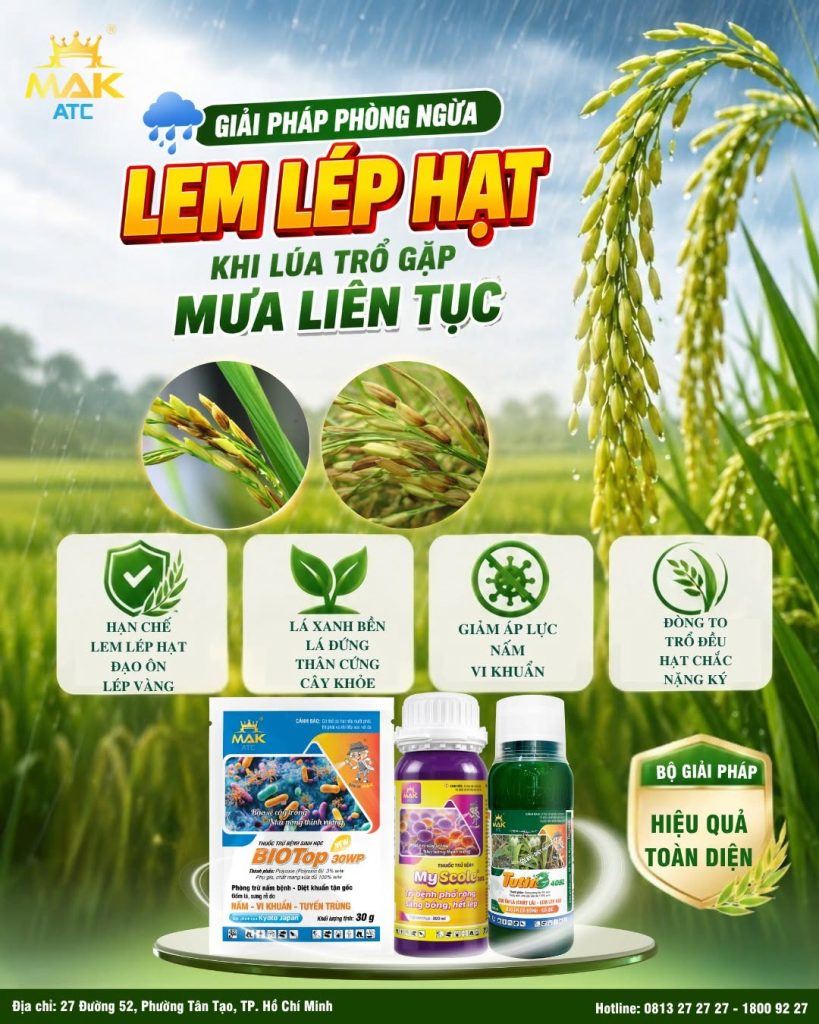 Bộ giải pháp phòng ngừa lem lép hạt trên lúa của MAK ATC được quý bà con nông dân tin dùng