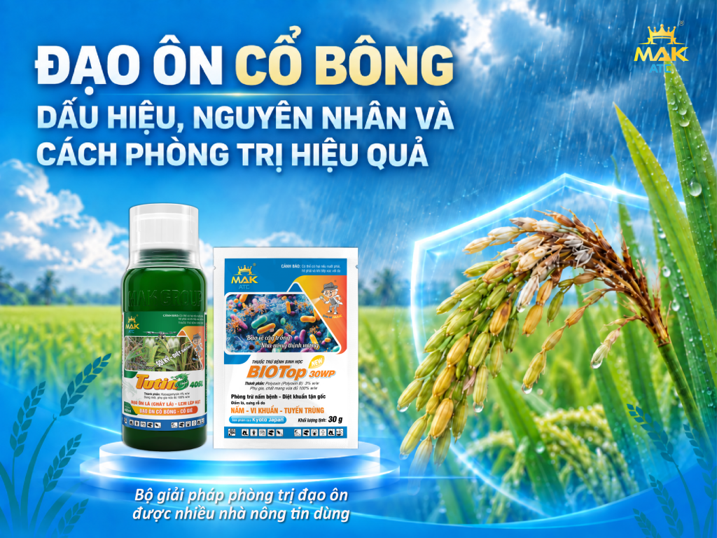 Đạo ôn cổ bông: Dấu hiệu, nguyên nhân và cách phòng trị hiệu quả