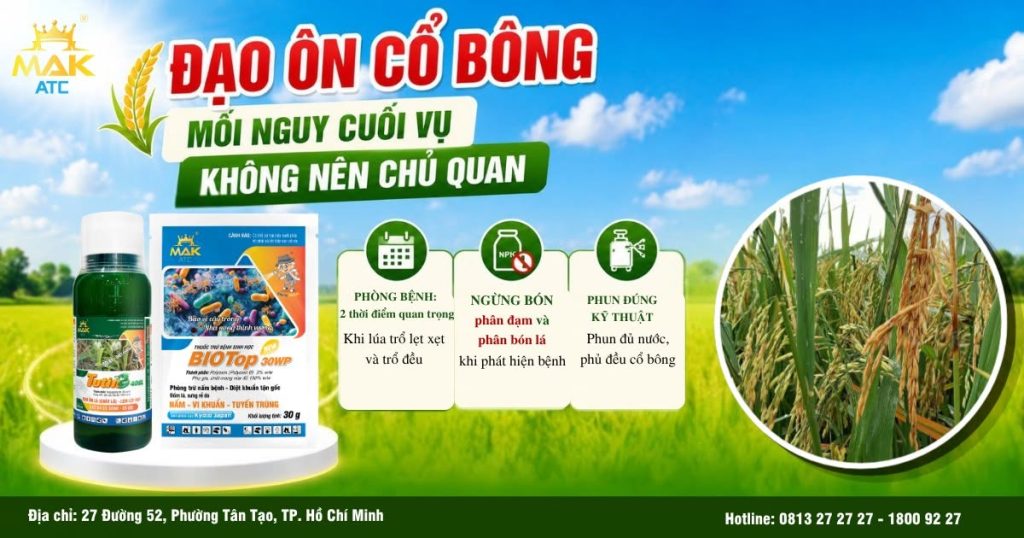 Phòng trị đạo ôn cổ bông với bộ giải pháp BIOTOP 30WP + TUTIN 40SL 
