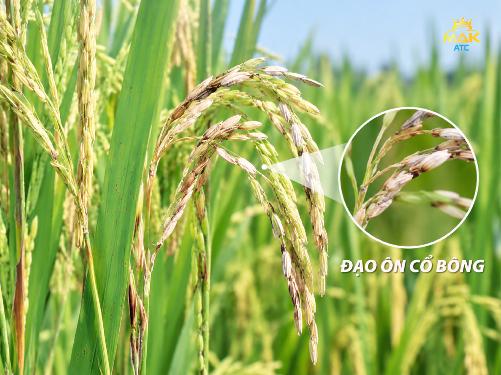 Dấu hiệu nhận biết bệnh đạo ôn cổ bông trên lúa