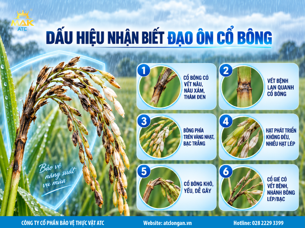 Các dấu hiệu nhận biết nhanh bệnh đạo ôn cổ bông trên lúa. Nhận biết sớm để kịp thời xử lý