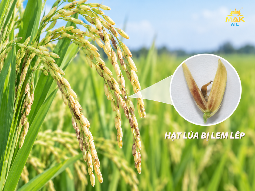 Dấu hiệu lem lép hạt trên lúa: Hạt lúa phát triển không hoàn chỉnh, bị lép, lửng hoặc xuất hiện các vết lem, đổi màu trên vỏ trấu